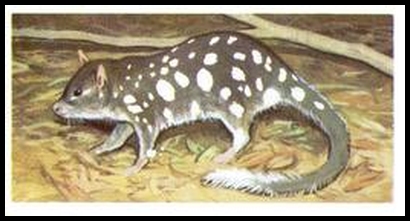 1 Eastern Native Cat or Quoll
